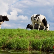 Webinar inspecties veiligheid rund- en melkveebedrijven