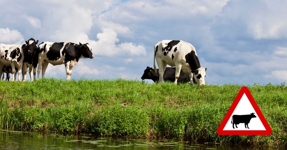 Webinar inspecties veiligheid rund- en melkveebedrijven