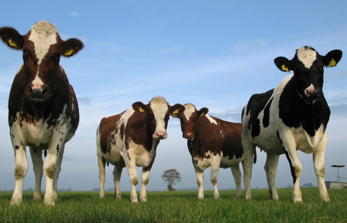 Webinar Toekomstbestendige Melkveehouderij