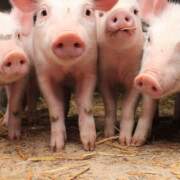 Discussiebijeenkomst 'Next Generation Pig Farming'
