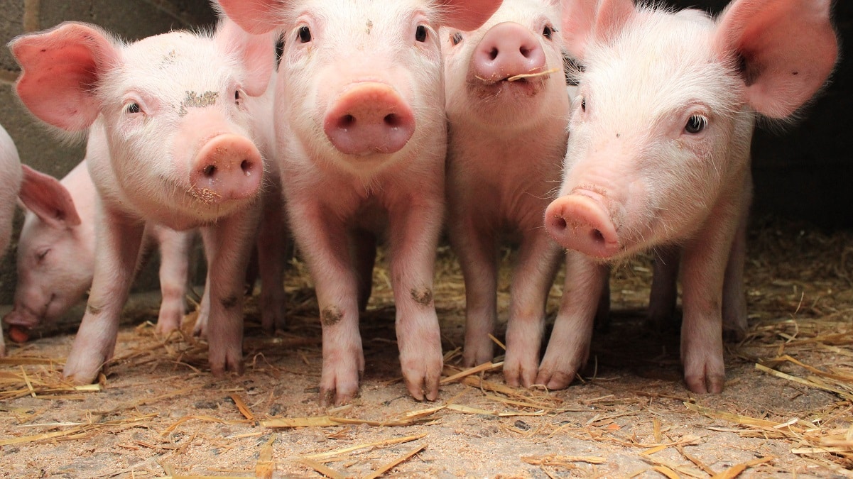 Discussiebijeenkomst 'Next Generation Pig Farming'