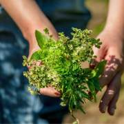 Workshop natuurlijke diergeneesmiddelen - feiten & fabels