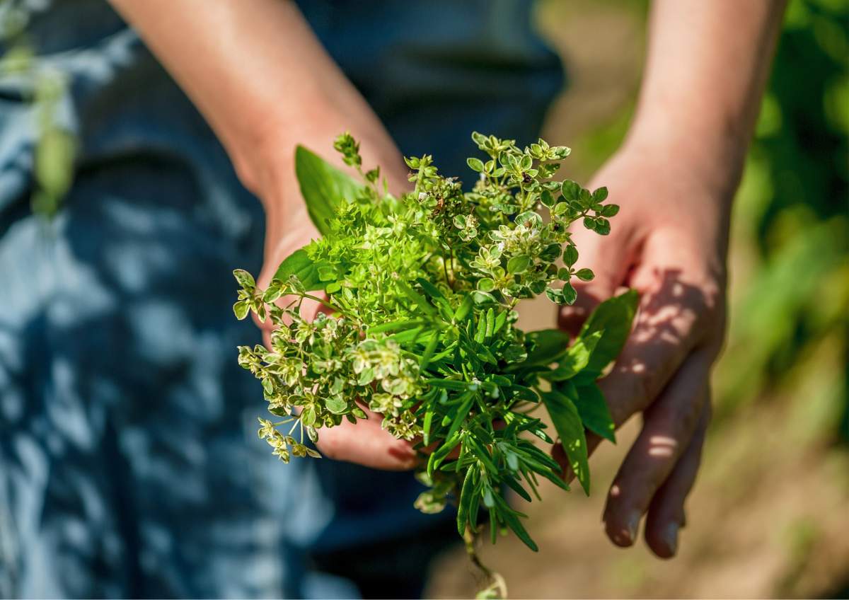 Workshop natuurlijke diergeneesmiddelen - feiten & fabels