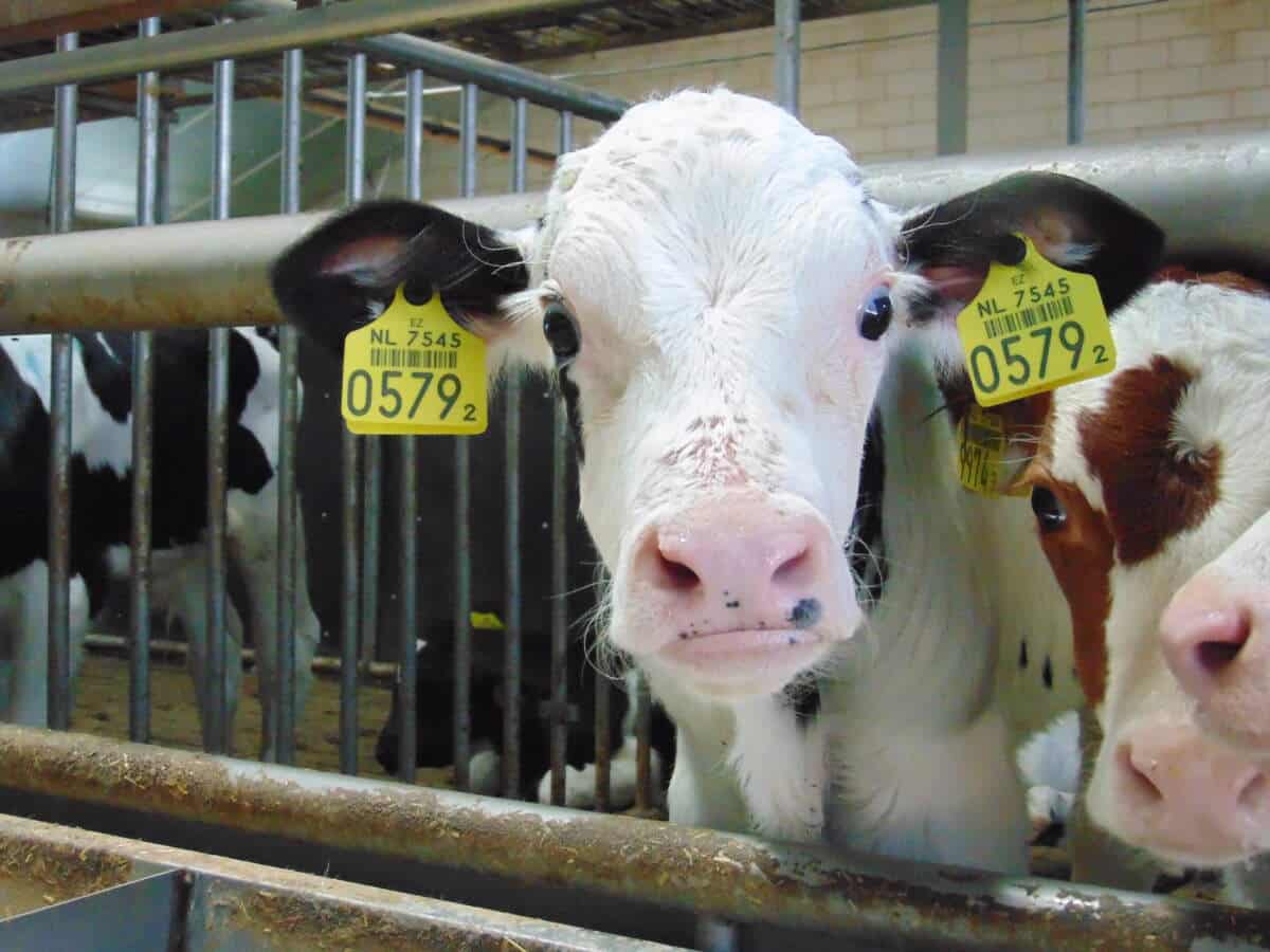 Landelijke Jongerendag Kalverhouderij