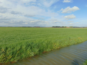 Sloot en gras